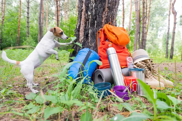 Equipo para perros y camping en un bosque de pinos. Mochila, termo, saco de dormir, brújula, sombrero y zapatos. — Foto de Stock