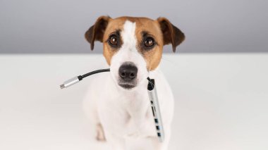 Jack Russell Terrier köpeği bizi ağzında tutuyor..