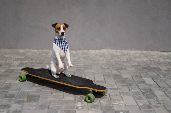 Jack Russell Terrier pies ubrany w okulary przeciwsłoneczne i bandana w kratę wykonuje sztuczki na longboard. — Zdjęcie stockowe