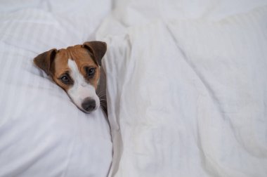Jack Russell Terrier köpeği yorganın altında yatıyor. Hayvan yatak odasında uyuyor..