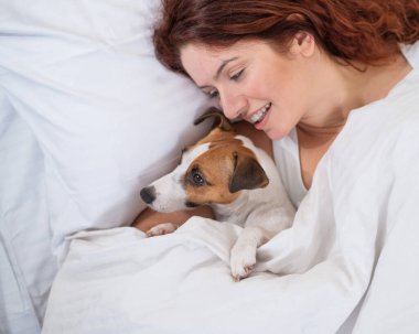 Jack Russell Terrier köpeği yatağında sahibine sarılıyor.. 