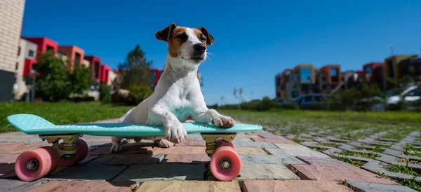 Jack Russell terrier cão monta um skate ao ar livre em um dia quente de verão. — Fotografia de Stock