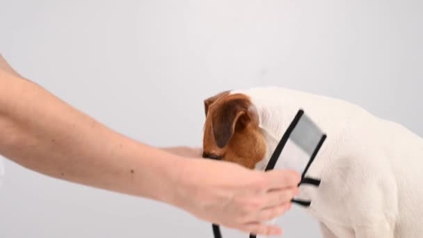 獣医師は手術後ジャック・ラッセル・テリアの犬にプラスチック製のコーンカラーをつけて. — ストック動画