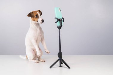 Jack Russell Terrier köpeği akıllı telefondan canlı yayın yapıyor.. 