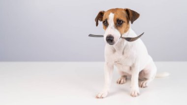 Beyaz arka planda ağzında çatal tutan köpek Jack Russell Terrier 'ın portresi. Boşluğu kopyala. 