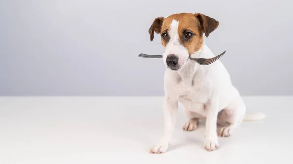 Retrato de um cão Jack Russell Terrier segurando um garfo em sua boca em um fundo branco. Espaço de cópia. — Fotografia de Stock