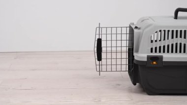 Jack Russell Terrier köpeği nakliye kafesine giriyor..