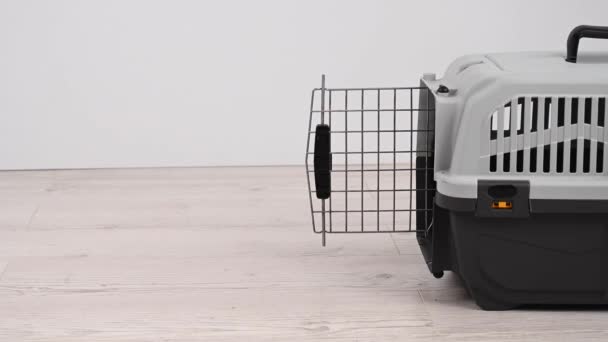 Jack Russell Terrier anjing memasuki kandang transportasi. — Stok Video
