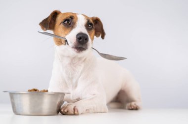 Jack Russell Terrier köpeği bir kase kuru yiyeceğin yanında yatıyor ve beyaz arka planda kaşığı ağzına alıyor..