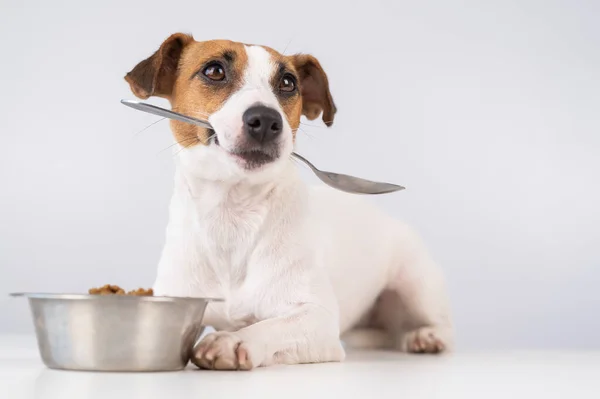 Jack Russell Terrier cão fica perto de uma tigela de comida seca e mantém uma colher em sua boca em um fundo branco. — Fotografia de Stock