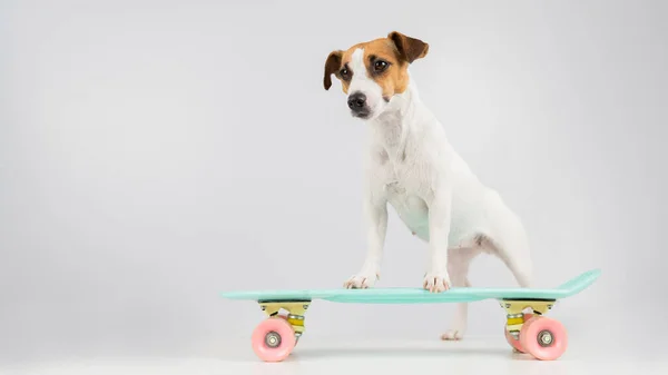 Pies na tablicy na białym tle. Jack Russell Terrier jeździ na deskorolce w studio. — Zdjęcie stockowe