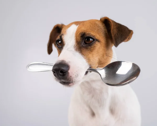 Close-up retrato de um cão Jack Russell Terrier segurando uma colher em sua boca em um fundo branco. — Fotografia de Stock