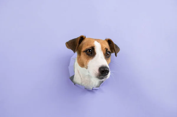 Bocal de cão engraçado de um buraco em um fundo de papel lilás. Espaço de cópia. — Fotografia de Stock