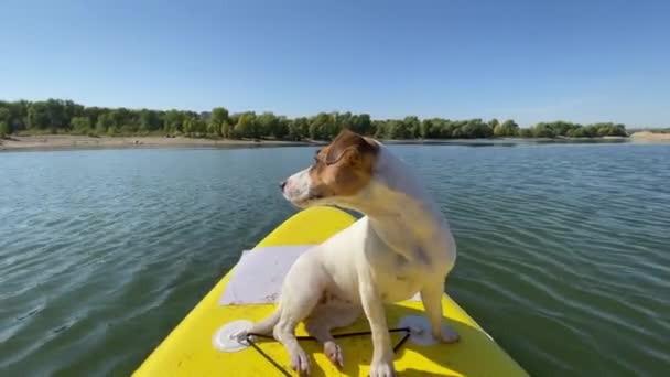Jack Russell terrier hund på en sup board. Sommarsport — Stockvideo
