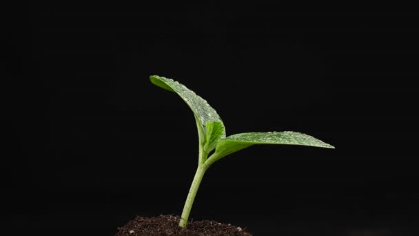 Zucchini groddar i droppar av vatten snurrar på en svart bakgrund. — Stockvideo