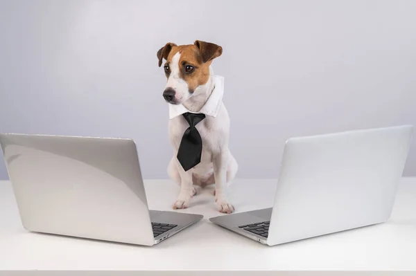 Chien Jack Russell Terrier vêtu d'une cravate se trouve entre deux ordinateurs portables sur un fond blanc. — Photo