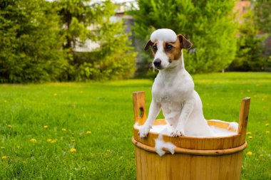 Köpek dışarıda ahşap bir küvette yıkanır. Jack Russell Terrier arka bahçede köpük banyosu yapıyor.