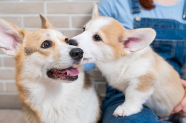Sahibi pembroke corgi bir anne ve bir köpek yavrusunu tuğla bir duvarın arkasında tutuyor. Köpek ailesi..