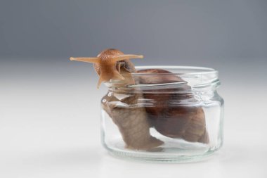 Beyaz arka planda boş bir cam kavanozda sürünen bir salyangozun yakın çekimi. Kozmetolojide kabuklu deniz hayvanı kullanımı.