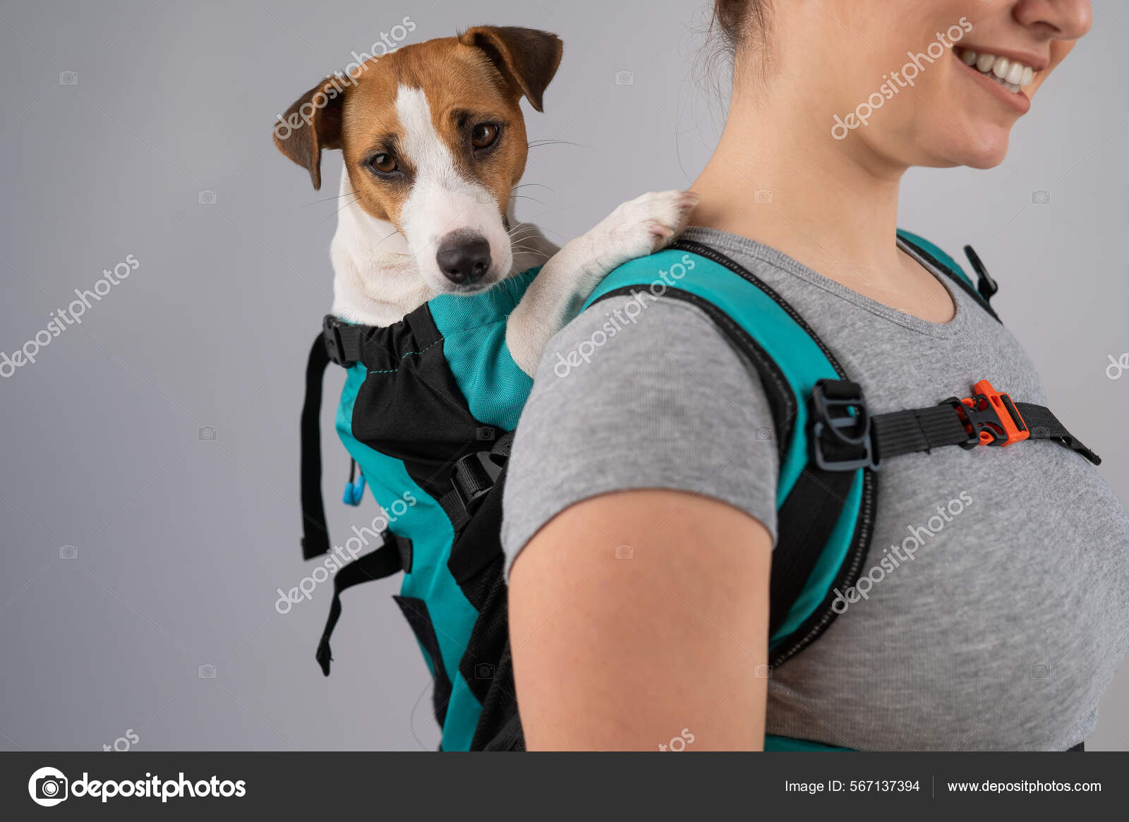 Caucasian woman carries jack russell terrier dog in her backpack