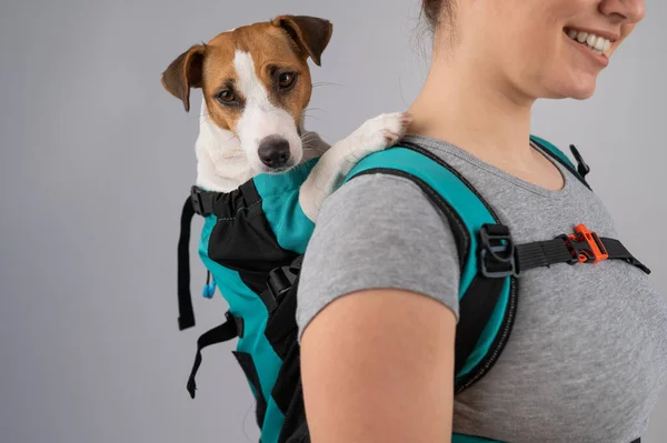 Caucásico mujer lleva jack russell terrier perro en su mochila. — Foto de Stock