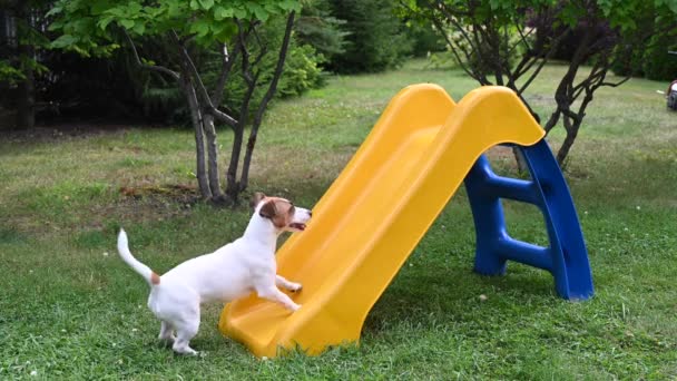 Jack Russell τεριέ σκυλί ανεβαίνει χαρούμενα μια πλαστική διαφάνεια. — Αρχείο Βίντεο