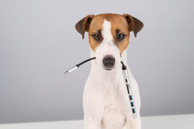 Jack Russell Terrier köpeği bizi ağzında tutuyor..