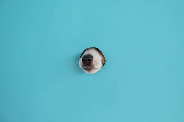 紙の青の背景に穴から犬の鼻。スペースのコピー. — ストック写真