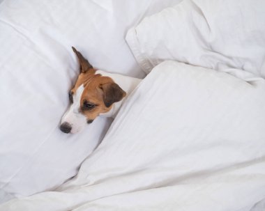 Jack Russell Terrier köpeği yorganın altında yatıyor. Hayvan yatak odasında uyuyor..