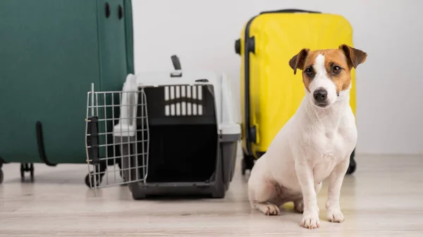 Jack Russell terrier cão senta-se por malas e caixa de viagem. Pronto para férias. — Fotografia de Stock