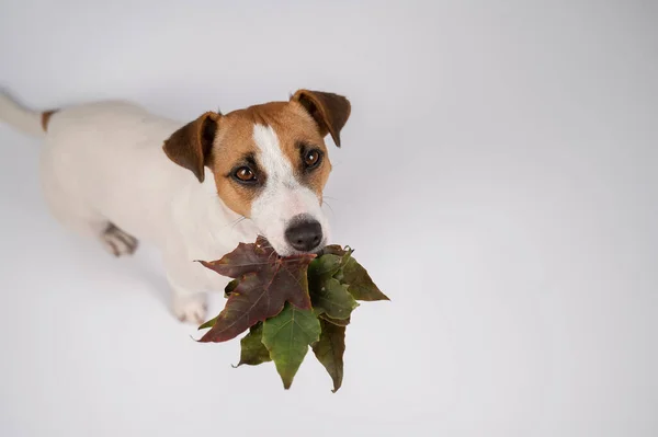 Jack russell terrier cane in possesso di foglie d'acero cadute su uno sfondo bianco in studio. — Foto Stock