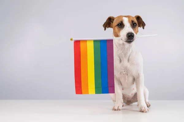 Jack Russell cão terrier segurando uma bandeira do arco-íris em sua boca em um fundo branco. Espaço de cópia. — Fotografia de Stock