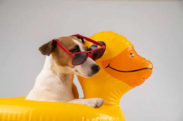 Dog jack russell terrier em óculos de sol em um pato círculo inflável em um fundo branco. — Fotografia de Stock