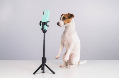 Jack Russell Terrier köpeği akıllı telefondan canlı yayın yapıyor.. 