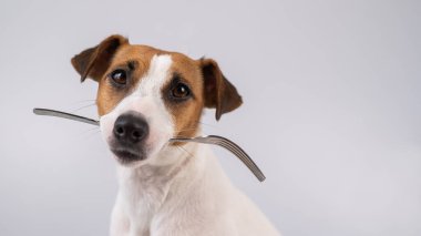 Beyaz arka planda ağzında çatal tutan köpek Jack Russell Terrier 'ın yakın plan portresi. Boşluğu kopyala. 