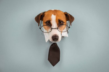 Gözlüklü köpek Jack Russell Terrier ve mavi arka plandaki delikten bir kravat sarkıyor.. 