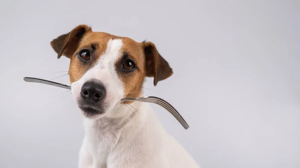 Beyaz arka planda ağzında çatal tutan köpek Jack Russell Terrier 'ın yakın plan portresi. Boşluğu kopyala. — Stok fotoğraf