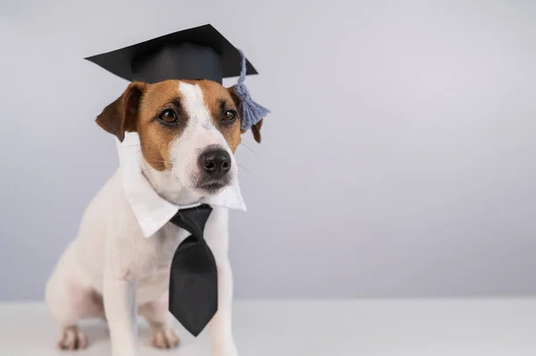 Jack Russell Terrier hond met stropdas en academische pet zit op een witte tafel. — Stockfoto