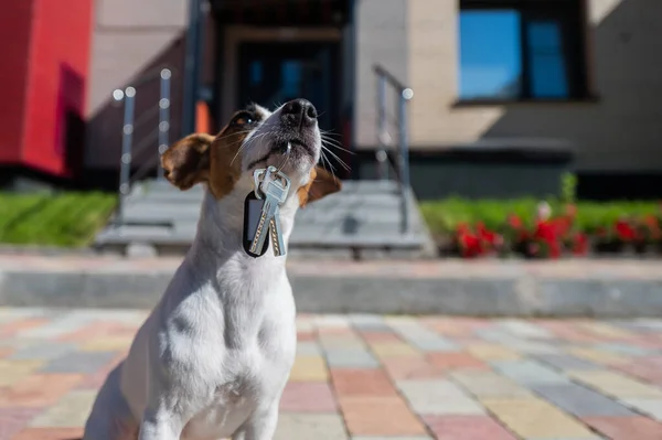 Pes Jack Russell Terrier sedí u dveří a drží klíče od domu.. — Stock fotografie