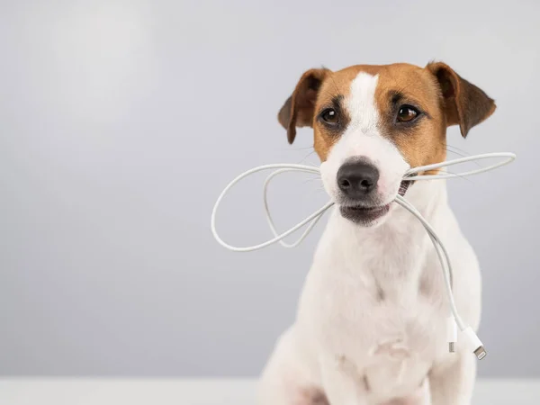 Jack Russell Terrier köpeği beyaz arka planda dişinde C tipi bir kablo tutuyor. Boşluğu kopyala. — Stok fotoğraf