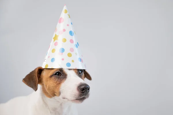 Cão em um chapéu de aniversário em um fundo branco. Jack Russell Terrier está comemorando um aniversário — Fotografia de Stock