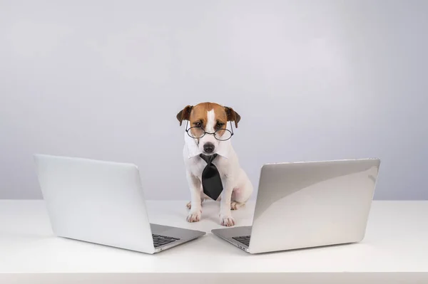 Jack Russell Terrier dog in glasses and a tie sits between two laptops on a white background. — Stock Photo, Image