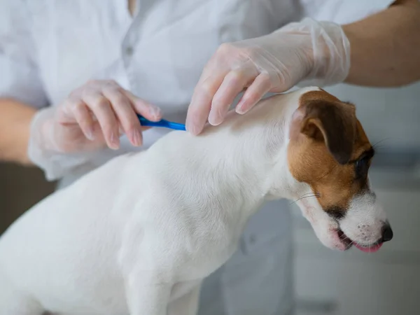 Veterinární lékař zachází se psem od parazitů kapající lék na kohoutky. — Stock fotografie