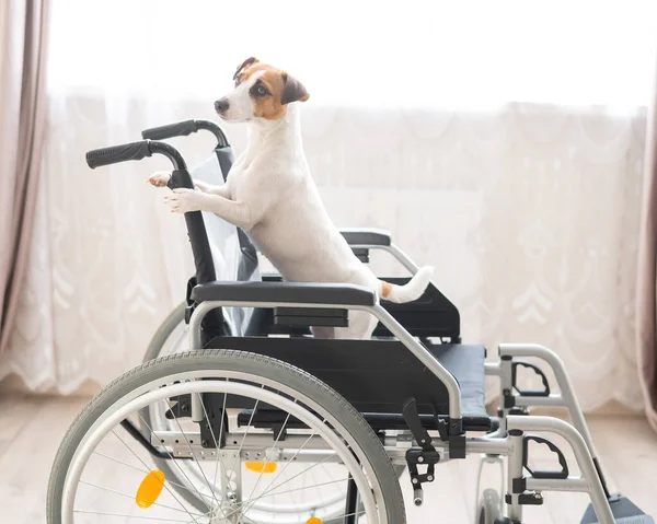 Jack Russell Terrier hond zit in een rolstoel. Een toegewijde vriend wacht op de eigenaar.. — Stockfoto