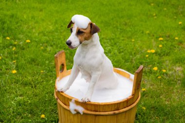 Köpek dışarıda ahşap bir küvette yıkanır. Jack Russell Terrier arka bahçede köpük banyosu yapıyor.