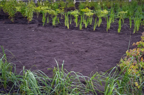 Paisagismo. Uma parcela forrada de terra para plantar plantas ornamentais. — Fotografia de Stock