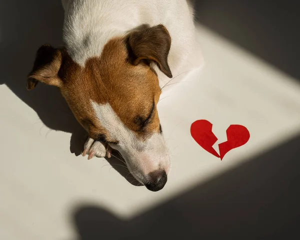 Jack Russell Terrier hund ligger bredvid ett brustet hjärta. — Stockfoto