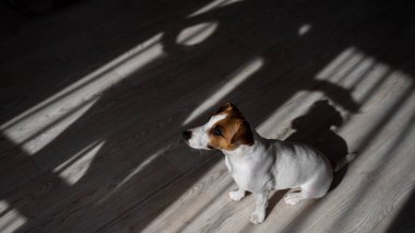 Jack Russell teriyer köpeği ahşap zeminde. Perdelerin ve vantilatörün gölgesi