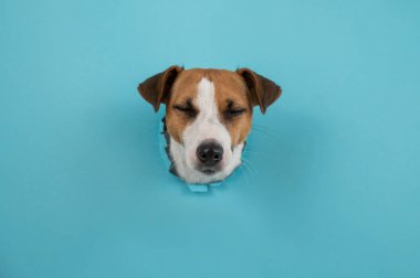 Kağıt mavisi arka planda bir delikten komik köpek ağızlığı.. 