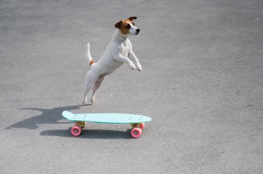 Köpek dışarıda bir peni tahtasına biniyor. Jack Russell Terrier kaykay üzerinde numaralar yapıyor.